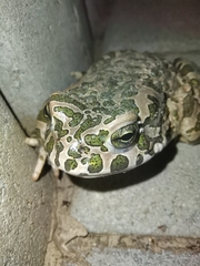 Bufotes viridis viridis