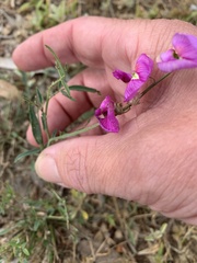 Swainsona campylantha