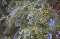 Chloroleucon tenuiflorum
