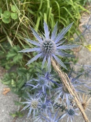 Eryngium planum