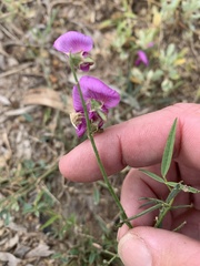 Swainsona campylantha