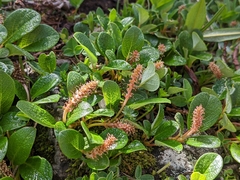 Salix nivalis