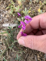 Swainsona campylantha