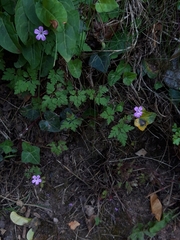 Geranium robertianum