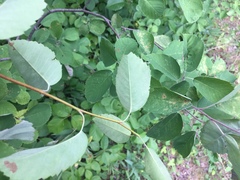 Amelanchier sanguinea