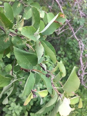 Amelanchier sanguinea