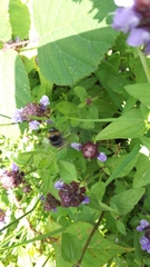 Bombus