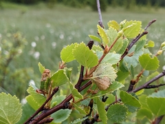 Betula pubescens pumila