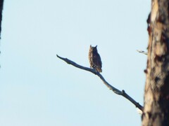 Bubo virginianus virginianus