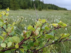 Betula pubescens pumila
