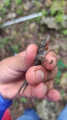 Sceloporus variabilis