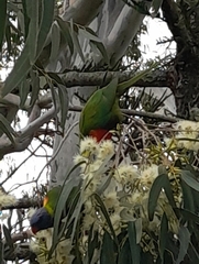 Trichoglossus moluccanus moluccanus