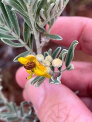 Senna glutinosa