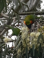 Trichoglossus moluccanus moluccanus