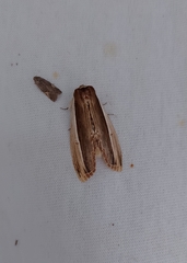 Truncaptera truncata