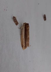 Truncaptera truncata