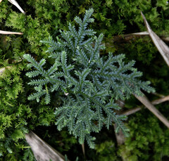 Selaginella uncinata