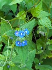 Pentaglottis sempervirens