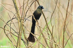 Crypsirina temia
