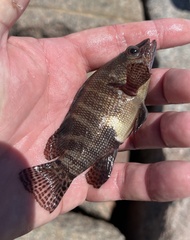 Serranus subligarius