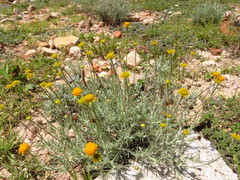 Thymophylla setifolia