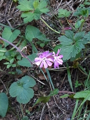 Silene dioica