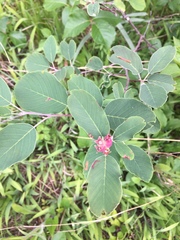 Amelanchier sanguinea