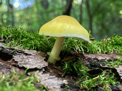 Pluteus mammillatus