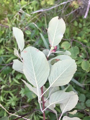 Amelanchier sanguinea