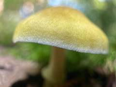 Pluteus mammillatus
