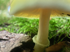 Pluteus mammillatus