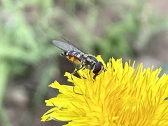 Lapposyrphus