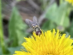 Lapposyrphus