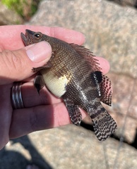 Serranus subligarius