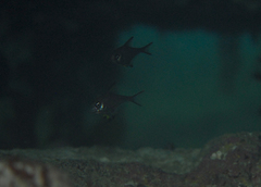 Pempheris multiradiata