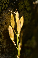 Draba dubia