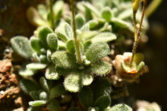 Draba dubia