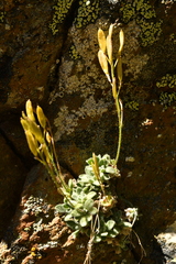 Draba dubia