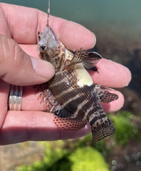 Serranus subligarius