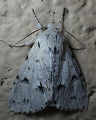 Acronicta vulpina