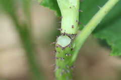 Oberea perspicillata