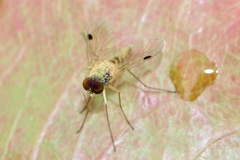 Chrysopilus modestus