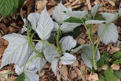 Oberea perspicillata