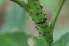 Oberea perspicillata