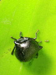 Tragopini