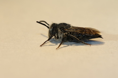 Coelioxys sodalis