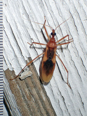 Zeluroides americanus