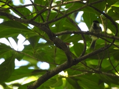 Poecile palustris