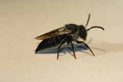 Coelioxys sodalis