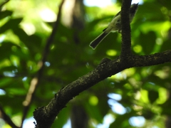 Poecile palustris